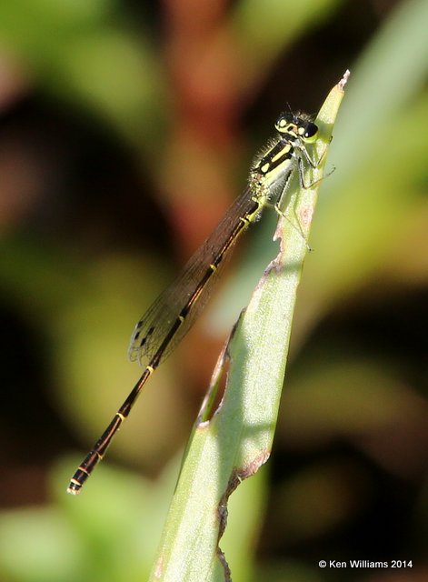 Fragile Forktail male, Muskogee Co, OK, 5-22-14, Jp_13795.JPG