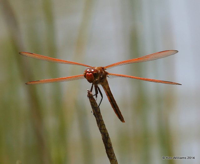 Golden-winged Skimmer male, Nickel TNC Preserve, Cherokee Co, OK, 7-11-14, Jp_17152.JPG