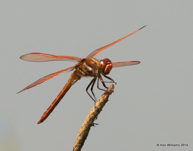 Golden-winged Skimmer male, Nickel TNC Preserve, Cherokee Co, OK, 7-11-14, Jp_17163.JPG