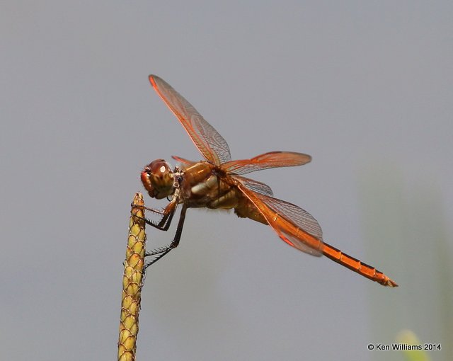 Golden-winged Skimmer male, Nickel TNC Preserve, Cherokee Co, OK, 7-11-14, Jp_17182.JPG