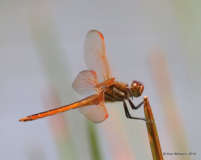 Golden-winged Skimmer male, Nickel TNC Preserve, Cherokee Co, OK, 7-11-14, Jp_17238.JPG