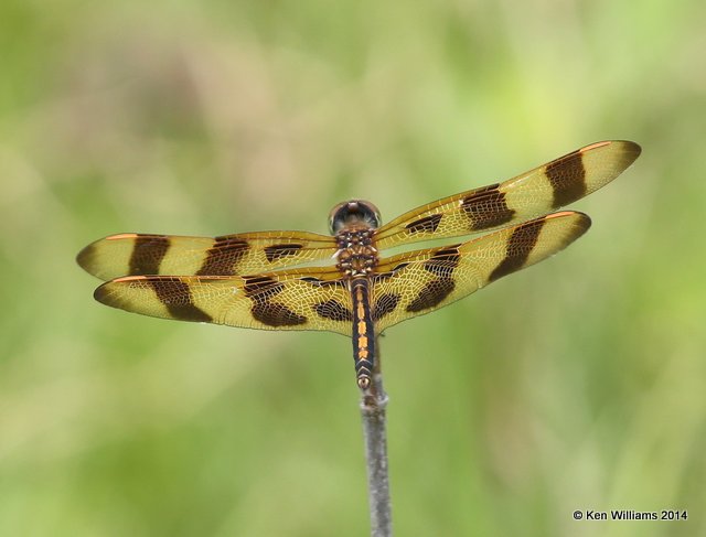 Halloween Pennant female, Nowata Co, OK, 7-2-14, Jp_15944.JPG