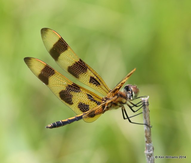 Halloween Pennant female, Nowata Co, OK, 7-2-14, Jp_15951.JPG
