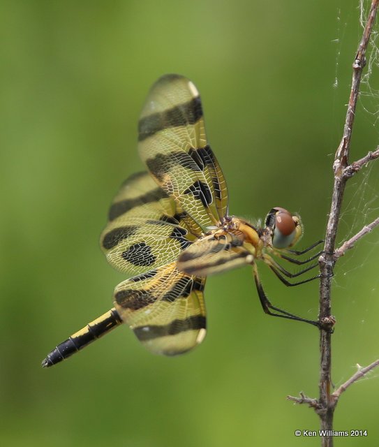 Halloween Pennant female, Nowata Co, OK, 7-2-14, Jp_16006.JPG