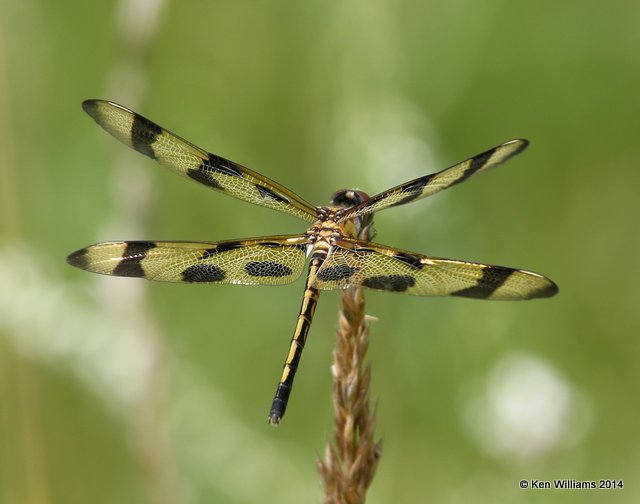 Halloween Pennant female, Nowata Co, OK, 7-2-14, Jp_16018.JPG