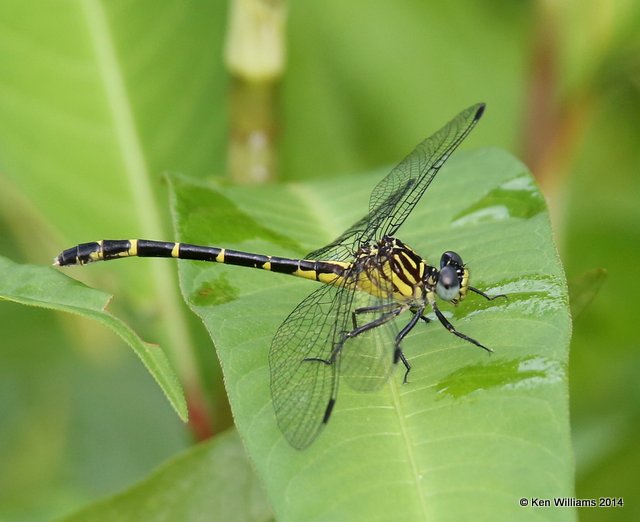 Interior Least Clubtail female, Snake Creek, Mayes Co, OK, 7-11-14,  Jp_16480.JPG