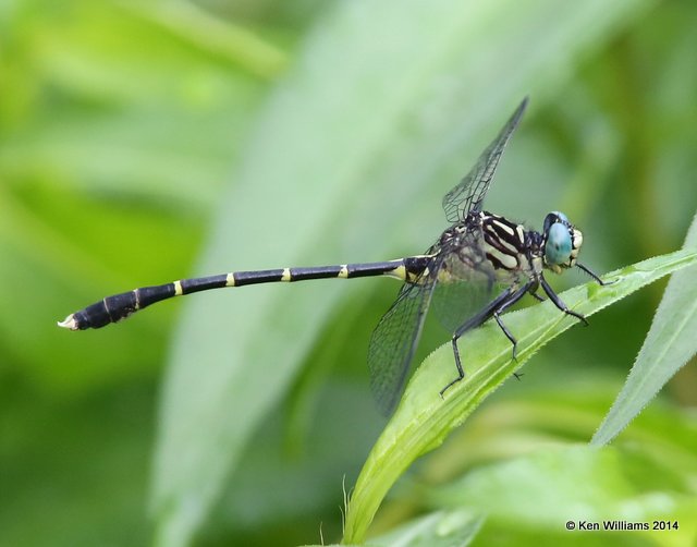 Interior Least Clubtail male, Snake Creek, Mayes Co, OK, 7-11-14,  Jp_16301.JPG