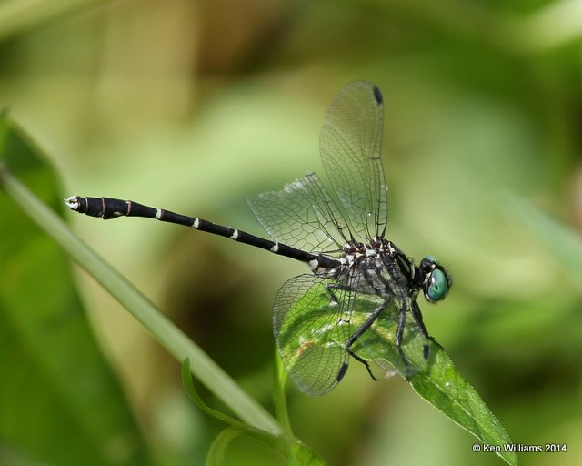 Interior Least Clubtail male, Snake Creek, Mayes Co, OK, 7-11-14,  Jp_16707.JPG