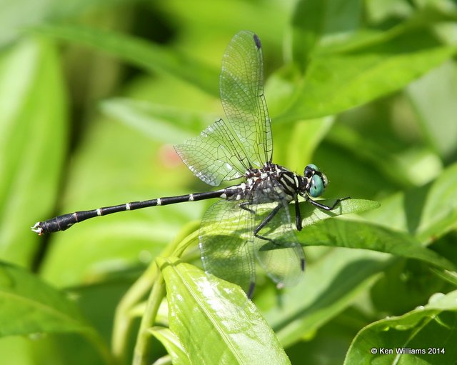 Interior Least Clubtail male, Snake Creek, Mayes Co, OK, 7-11-14,  Jp_16712.JPG