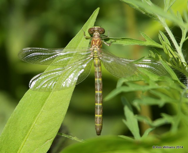 Interior Least Clubtail tenneral, Snake Creek, Mayes Co, OK, 7-11-14,  Jp_16722.JPG