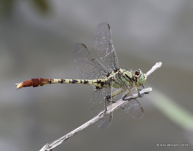 Jade Clubtail, TNC Tallgrass Prairie Preserve, Osage County, OK, 5-30-14, Jp_14689.JPG