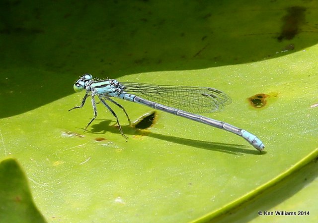Lillypad Forktail female blue form, Haskell City Lake, Muskogee Co, OK, 6-3-14, Jp_15527.JPG