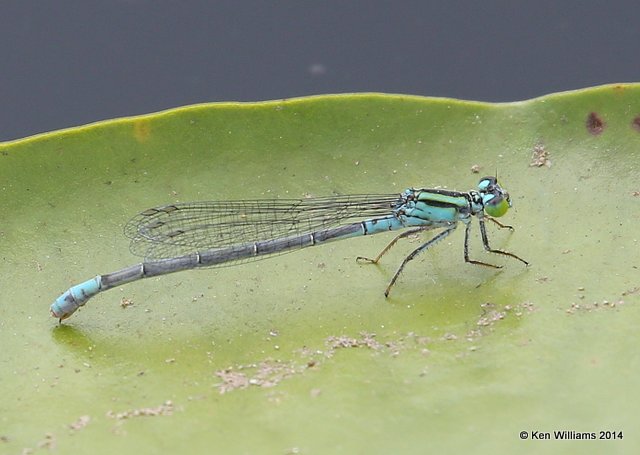 Lillypad Forktail female blue form, Haskell City Lake, Muskogee Co, OK, 6-3-14, Jp_15543.JPG