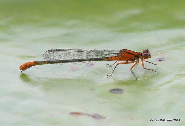 Lillypad Forktail female orange form, Haskell City Lake, Muskogee Co, OK, 6-3-14, Jp_15476.JPG