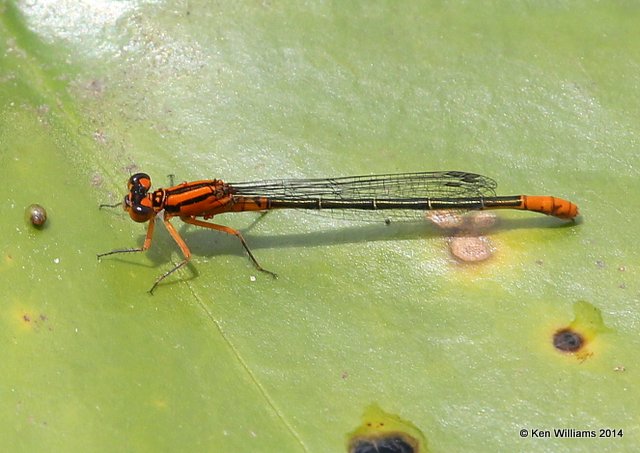 Lillypad Forktail female orange form, Haskell City Lake, Muskogee Co, OK, 6-3-14, Jp_15506.JPG