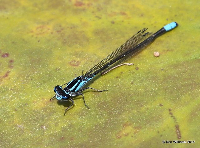 Lillypad Forktail male, Haskell City Lake, Muskogee Co, OK, 6-3-14, Jp_15409.JPG