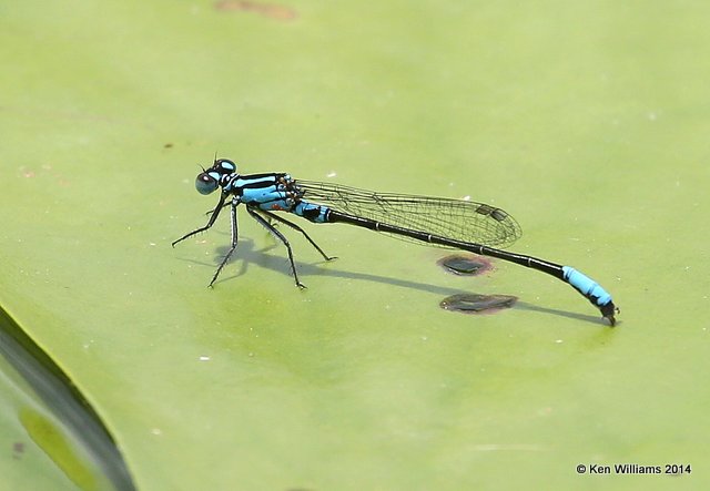 Lillypad Forktail male, Haskell City Lake, Muskogee Co, OK, 6-3-14, Jp_15494.JPG