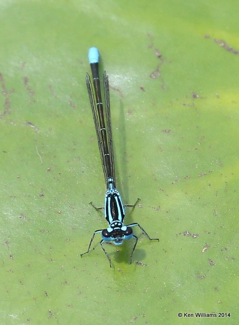 Lillypad Forktail male, Haskell City Lake, Muskogee Co, OK, 6-3-14, Jp_15509.JPG