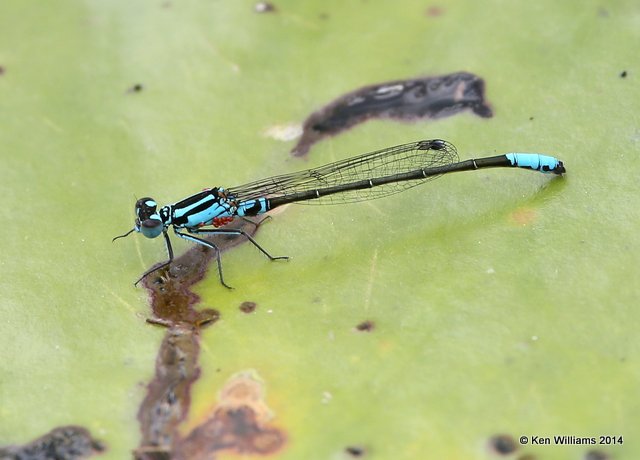 Lillypad Forktail male, Haskell City Lake, Muskogee Co, OK, 6-3-14, Jp_15518.JPG