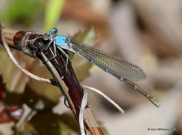 Powdered Dancer female, Snake Creek, Mayes Co, OK, 7-11-14,  Jp_16755.JPG