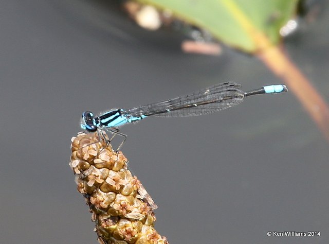 Skimming Bluet male, Muskogee Co, OK, 6-3-14, Jp_15403.JPG