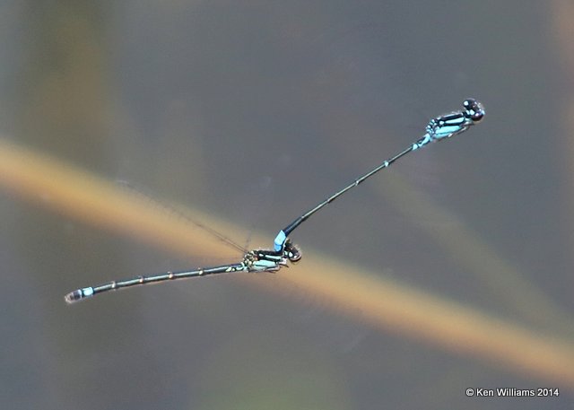 Skimming Bluet pair, Nickel TNC Preserve, Cherokee Co, OK, 7-8-14,  Jp_16219.JPG