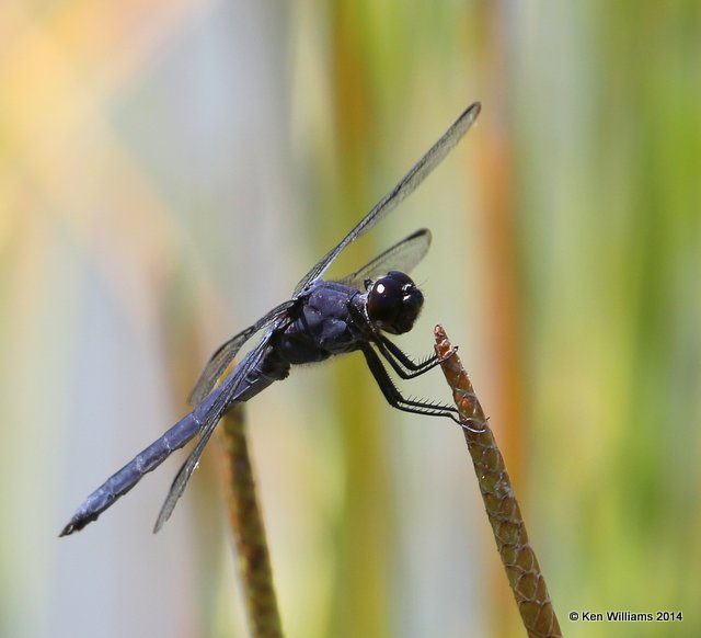 Slaty Skimmer male, Nickel TNC Preserve, Cherokee Co, OK, 7-11-14, Jp_17227.JPG
