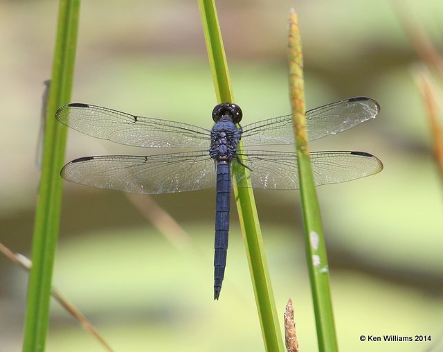 Slaty Skimmer male, Nickel TNC Preserve, Cherokee Co, OK, 7-8-14, Jp_16191.JPG