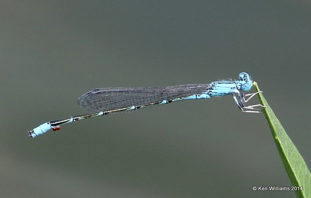 Slender Bluet male, TNC Tallgrass Prairie Preserve, Osage County, OK, 5-30-14, Jp_14637.JPG