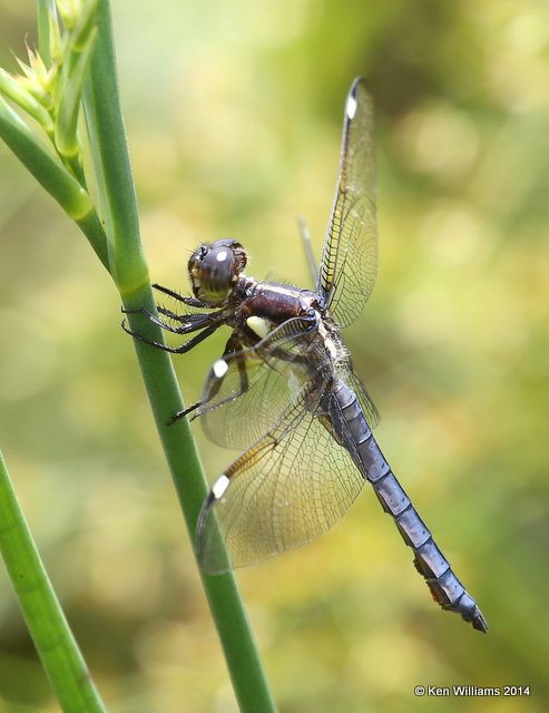 Spangled Skimmer immature male, Muskogee Co, OK, 6-3-14, Jp_15564.JPG