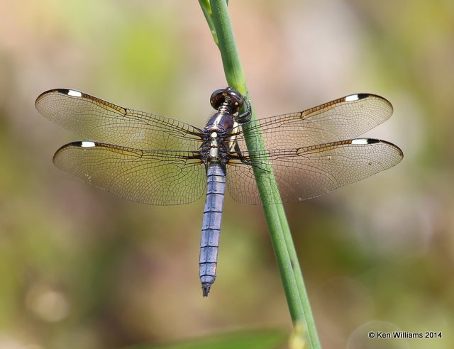 Spangled Skimmer immature male, Muskogee Co, OK, 6-3-14, Jp_15571.JPG