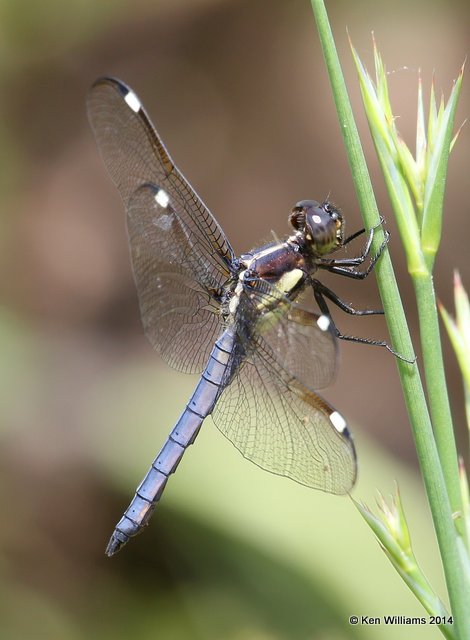 Spangled Skimmer immature male, Muskogee Co, OK, 6-3-14, Jp_15582.JPG