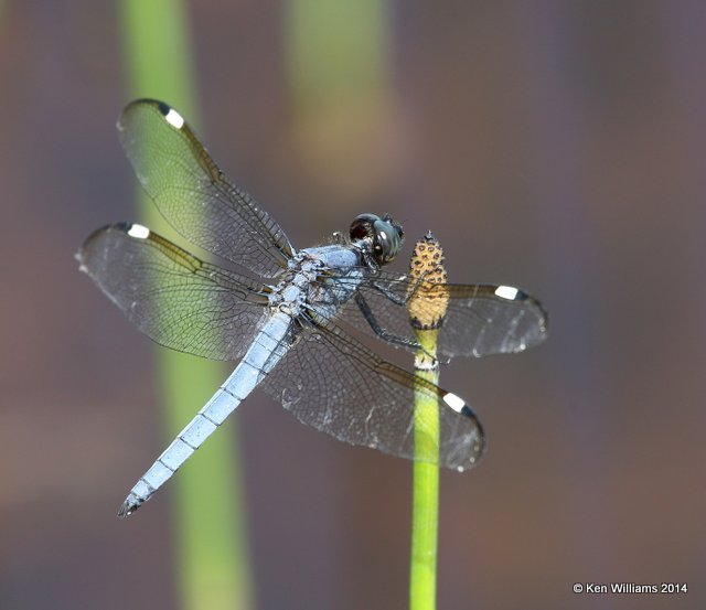 Spangled Skimmer male, Muskogee Co, OK, 6-3-14, Jp_15392.JPG