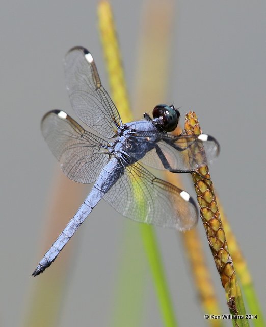 Spangled Skimmer male, Nickel TNC Preserve, Cherokee Co, OK, 7-11-14, Jp_17221.JPG