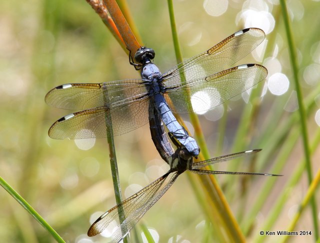Spangled Skimmer pair, Nickel TNC Preserve, Cherokee Co, OK, 7-11-14, Jp_17287.JPG