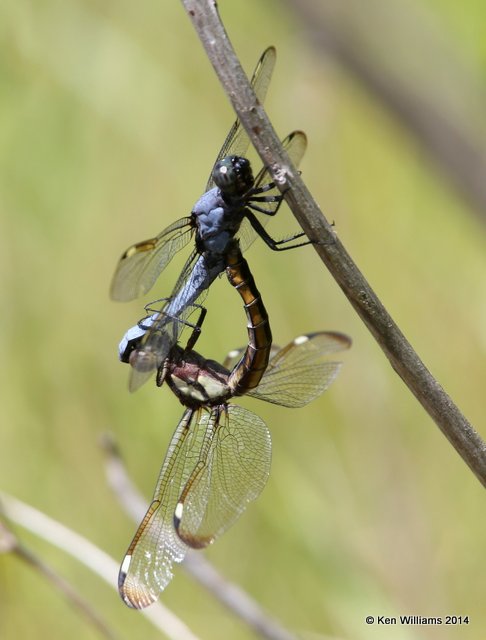 Spangled Skimmer pair, Nickel TNC Preserve, Cherokee Co, OK, 7-11-14, Jp_17288.JPG