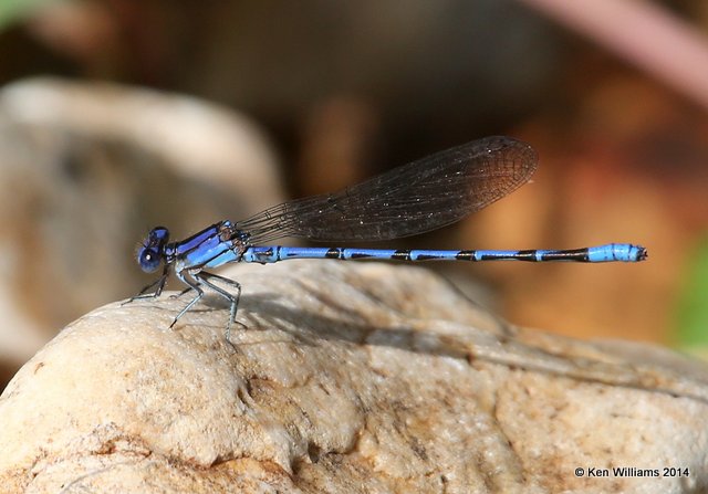 Springwater Dancer male, Snake Creek, Mayes Co, OK, 7-11-14,  Jp_16643.JPG