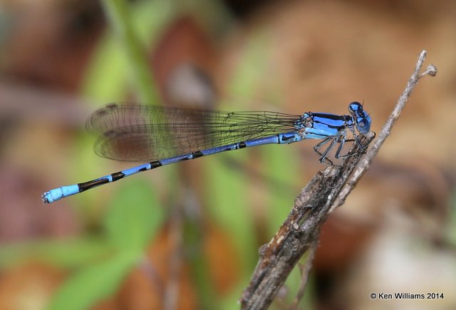 Springwater Dancer male, Snake Creek, Mayes Co, OK, 7-11-14,  Jp_16665.JPG