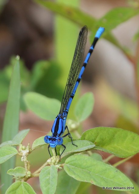 Springwater Dancer male, Snake Creek, Mayes Co, OK, 7-11-14,  Jp_16674.JPG