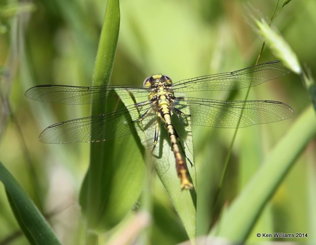 Stillwater Clubtail male, Cherokee Co, OK, 5-22-14, Jp_13917.JPG