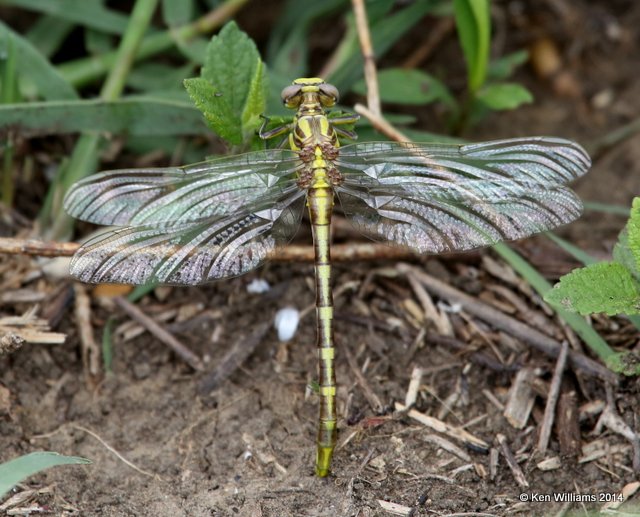 Sulphur-tipped Clubtail, TNC Tallgrass Prairie Preserve, Osage County, OK, 5-30-14, Jp_14696.JPG