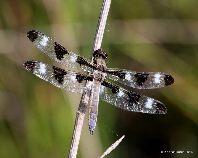 Twelve-spotted Skimmer immature male, Muskogee Co, OK, 5-22-14, Jp_13745.JPG