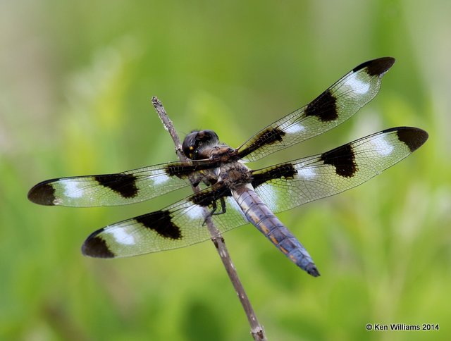 Twelve-spotted Skimmer immature male, TNC Tallgrass Prairie Preserve, Osage County, OK, 5-30-14, Jp_14744.JPG