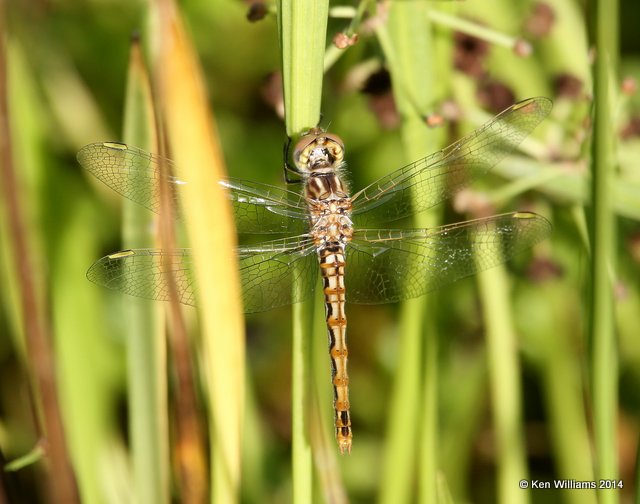 Variegated Meadowhawk female, Muskogee Co, OK, 5-22-14, Jp_13705.JPG