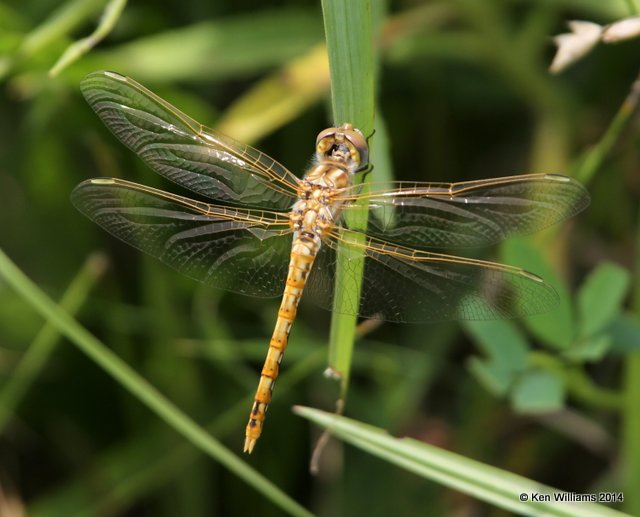 Variegated Meadowhawk female, Nowata Co, OK, 7-2-14, Jp_15991.JPG