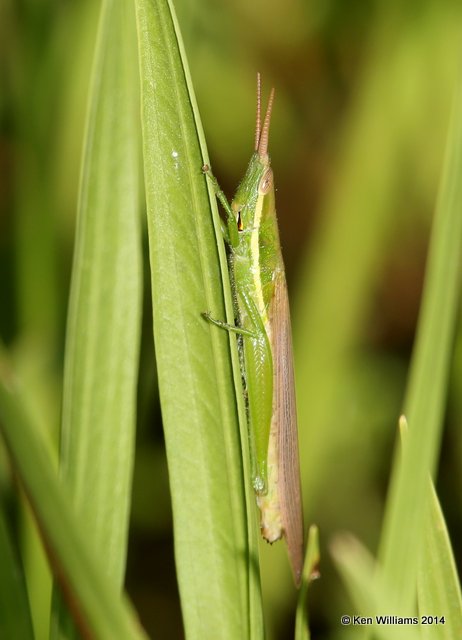 Cattail Toothpick Grasshopper, Muskogee Co, OK, 5-22-14, Jp_13736.JPG