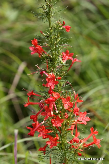 Standing Cyress, Gilia Rubra, Nowata Co, OK, 7-2-14, Jp_15766.JPG