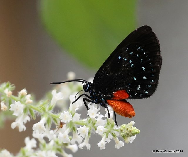 Atala Hairstreak, Brookgreen Gardens, SC, 6-8-14, Jp_019679.JPG