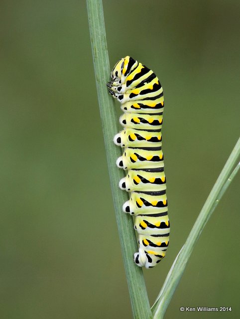 Black Swallowtail caterpillar, Francis Marion National Forest, SC, 8-10-14,  Jp2_020007.JPG