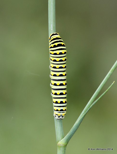 Black Swallowtail caterpillar, Francis Marion National Forest, SC, 8-10-14,  Jp_020003.JPG